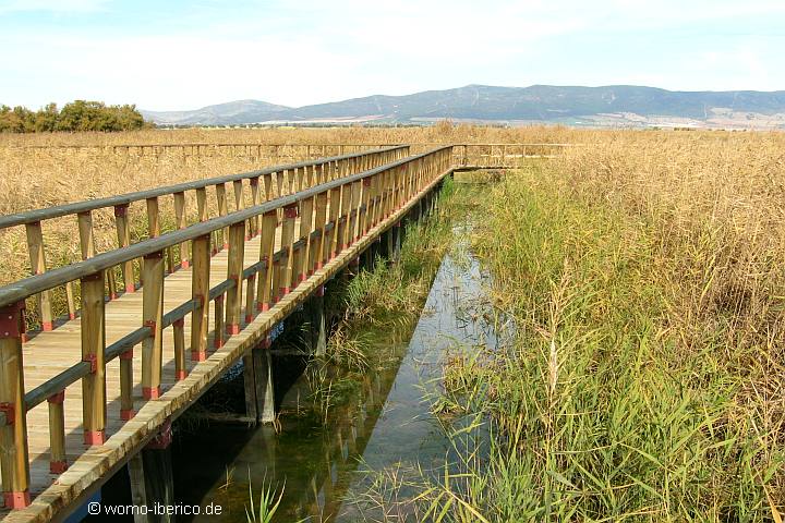 TablasDaimiel 2