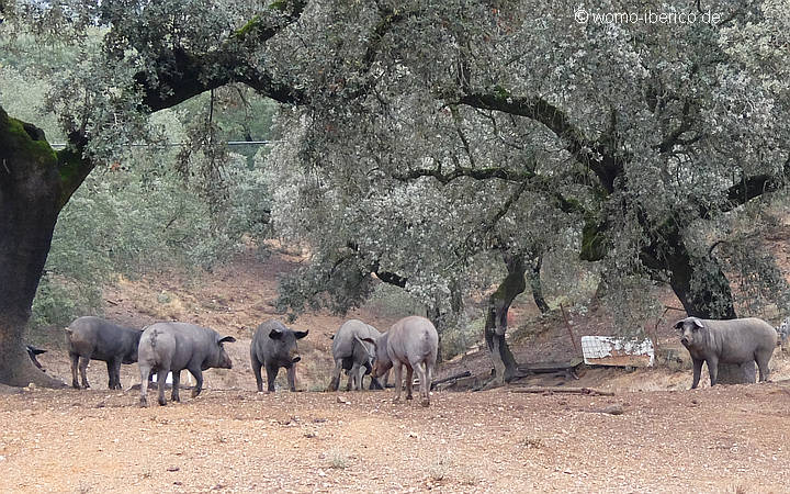 20171129 CerdoIberico