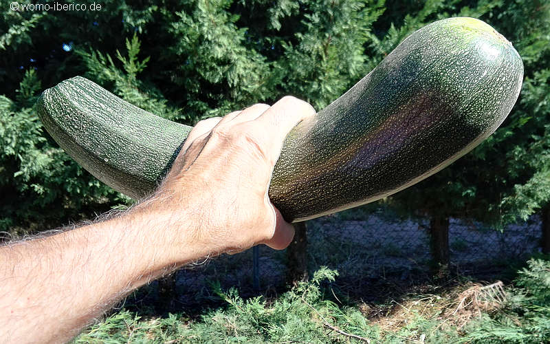 20180915 Lerma Zucchini