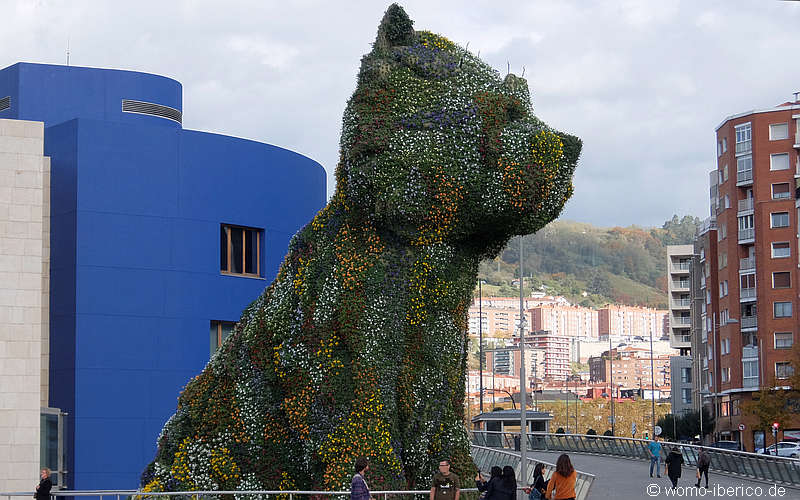 20181110 Bilbao Puppy