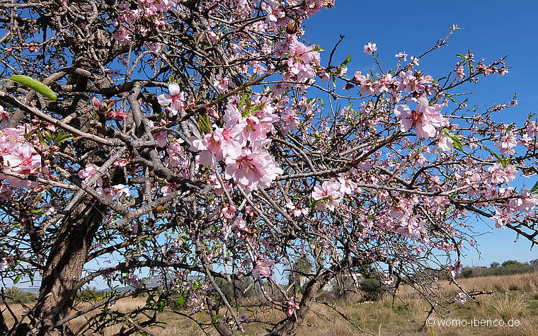 20190119 Alcossebre Mandel