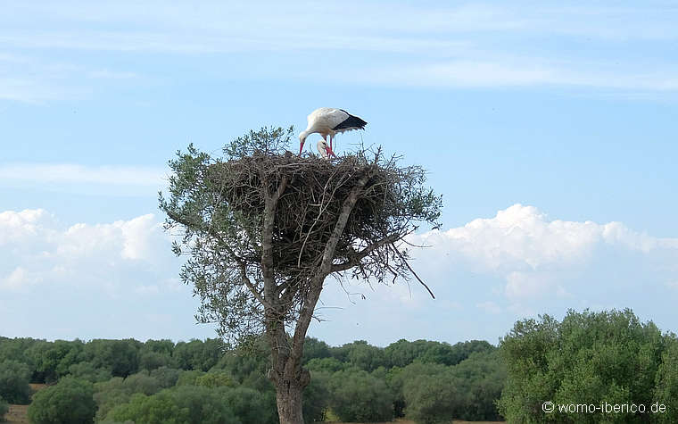 20190402 Dehesa StorchNest