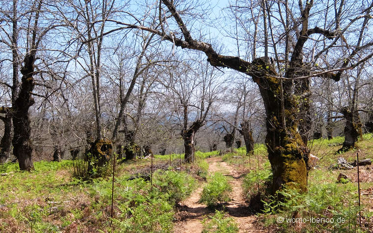 20190416 Almonaster Castanos