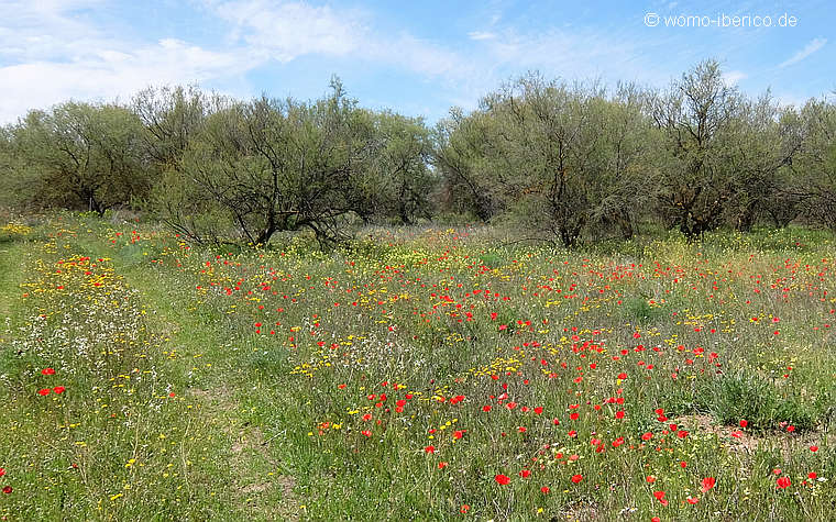 20190429 Tablas Blumen