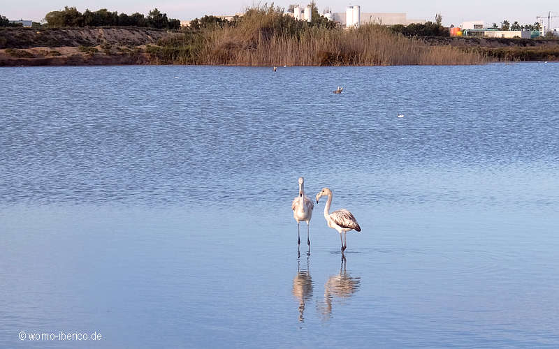 20191119 Salinas Flamingos