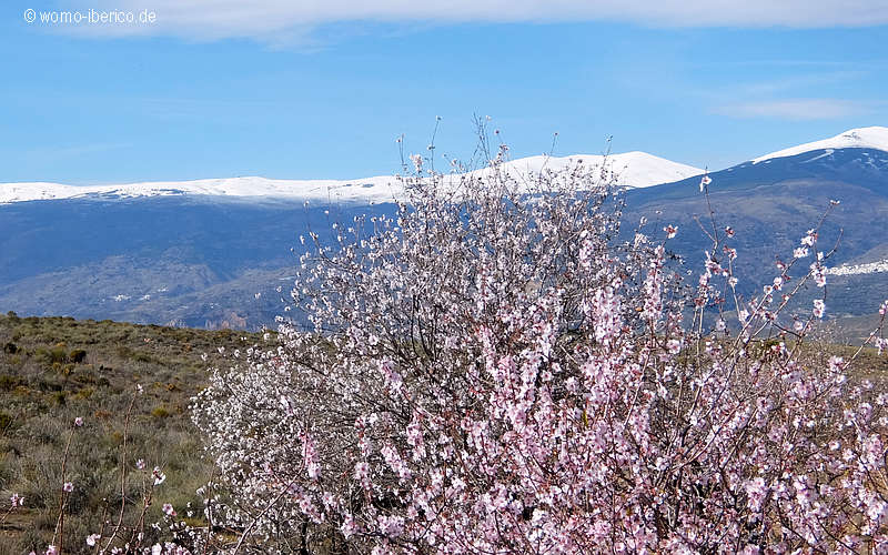 20200130 Alpujarras