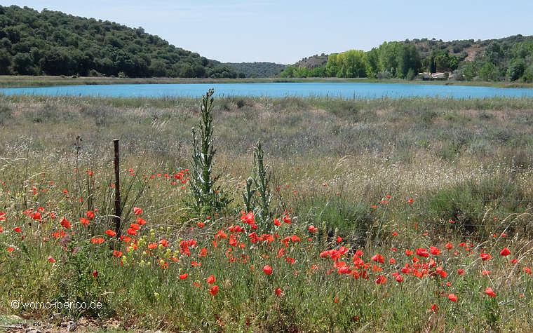 20210602 LagunasRuidera Blumen