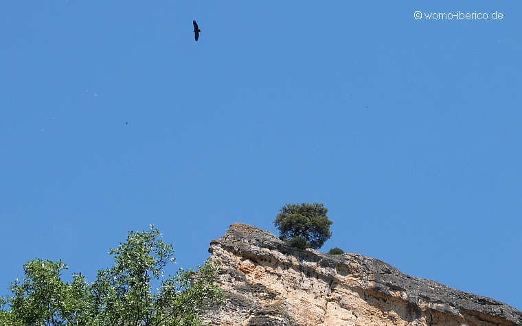 20210610 Una Wanderung Geier2