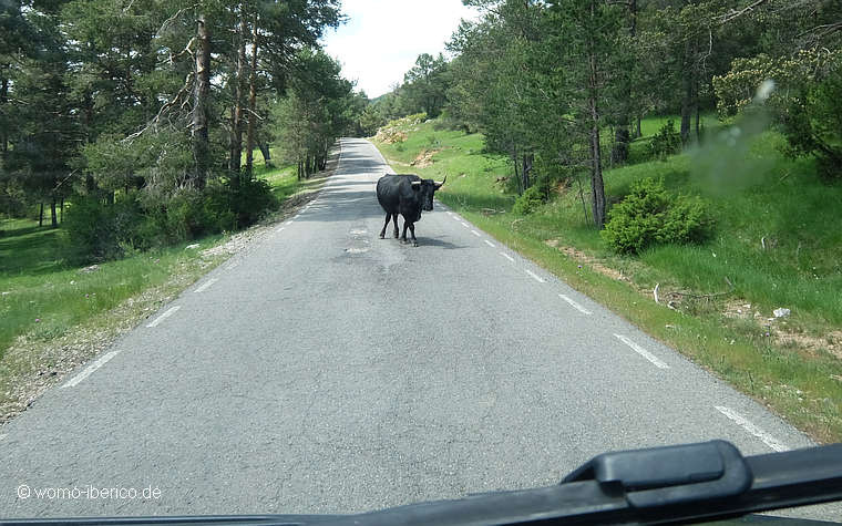 20210612 SierraAlbarracin Toro