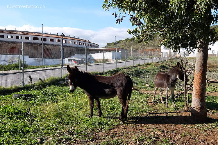 20211130 JerezCaballeros Esel