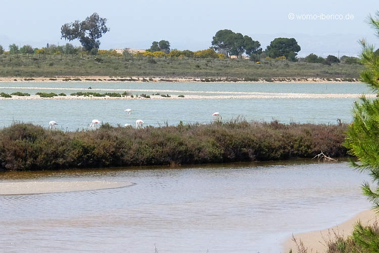 20220411 LaMarina Flamingos