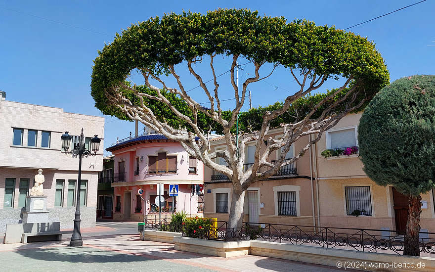 20240314 FormenteraDelSegura Baum