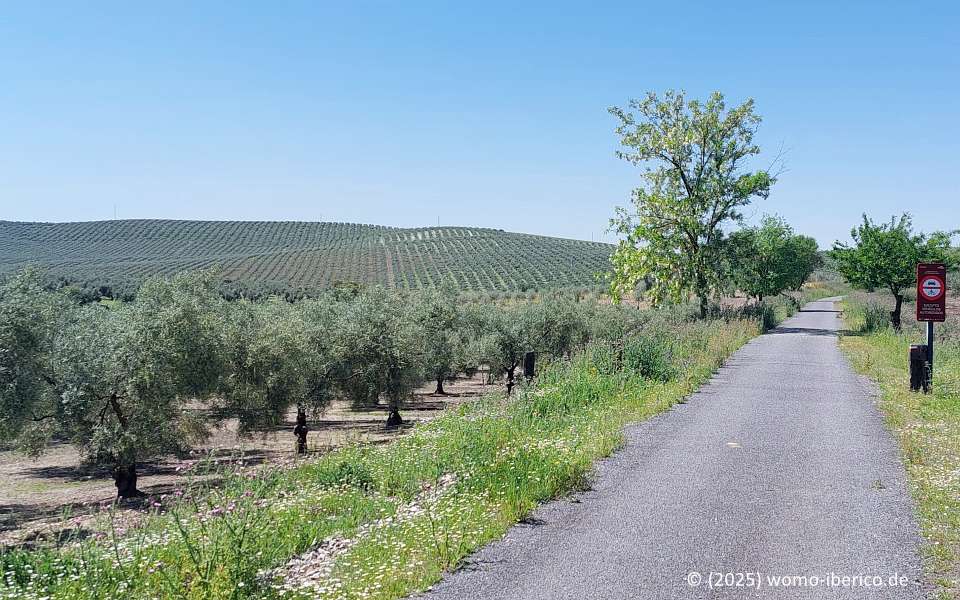 20250428 VV Aceite Felder
