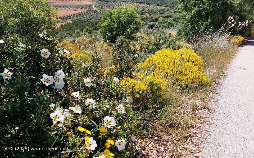 20250511 PuertoLapice Flora