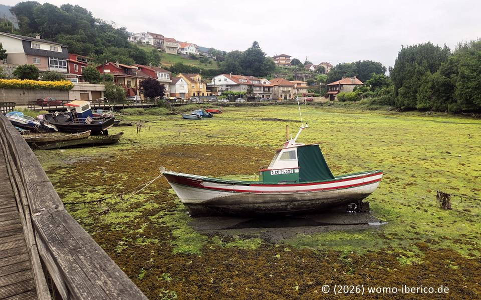 Redondela, Portela 20260530 Redondela Ebbe