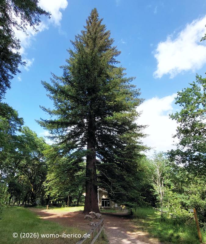 Teo, "Xirimbao", Mammutbaum 20260604 Teo Sequoia